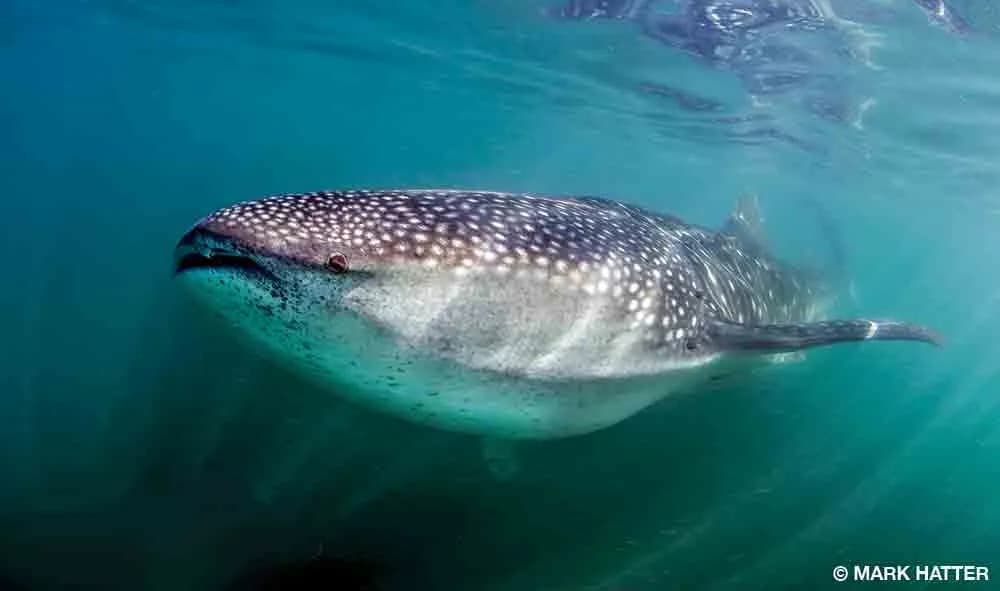 whale shark in Sea of Cortez