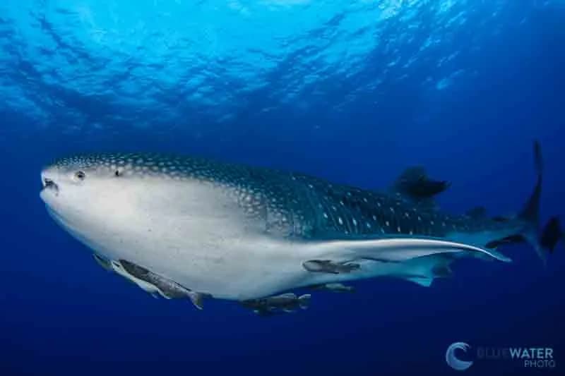 Socorro diving - whale shark
