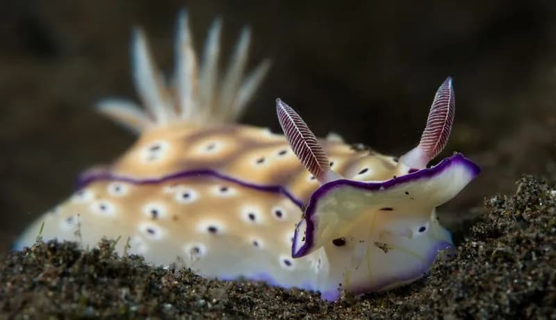 A nudibranch in Lembeh.