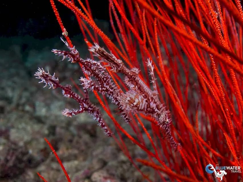 Ornate ghost pipefish blend in with their habitat in Fji