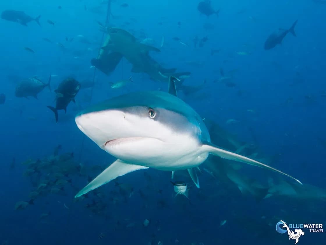 A shark underwater in Fiji