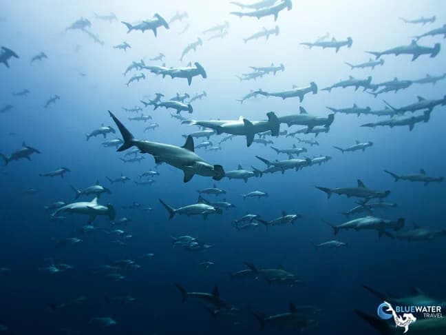 A school of hammerhead sharks in the Galapags A school of hammerhead sharks in the Galapags