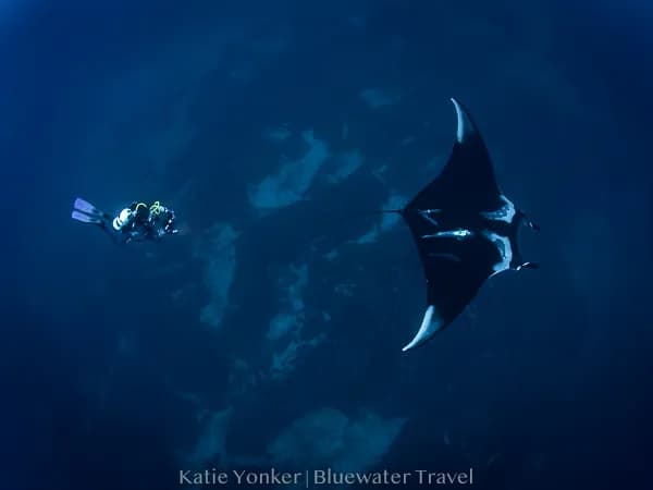 a diver photographs a manta ray in socorro a diver photographs a manta ray in socorro