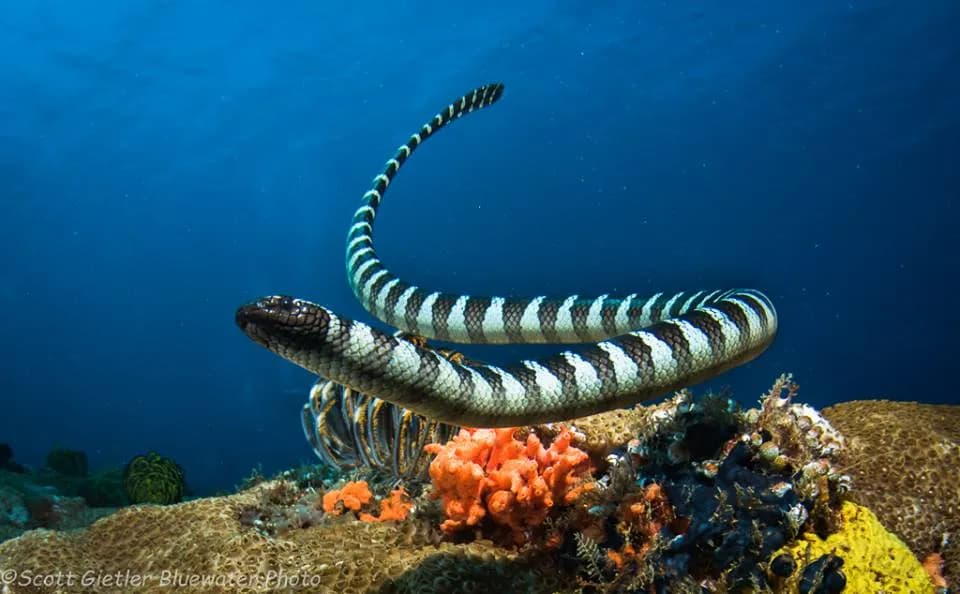 Philippines diving Philippines diving