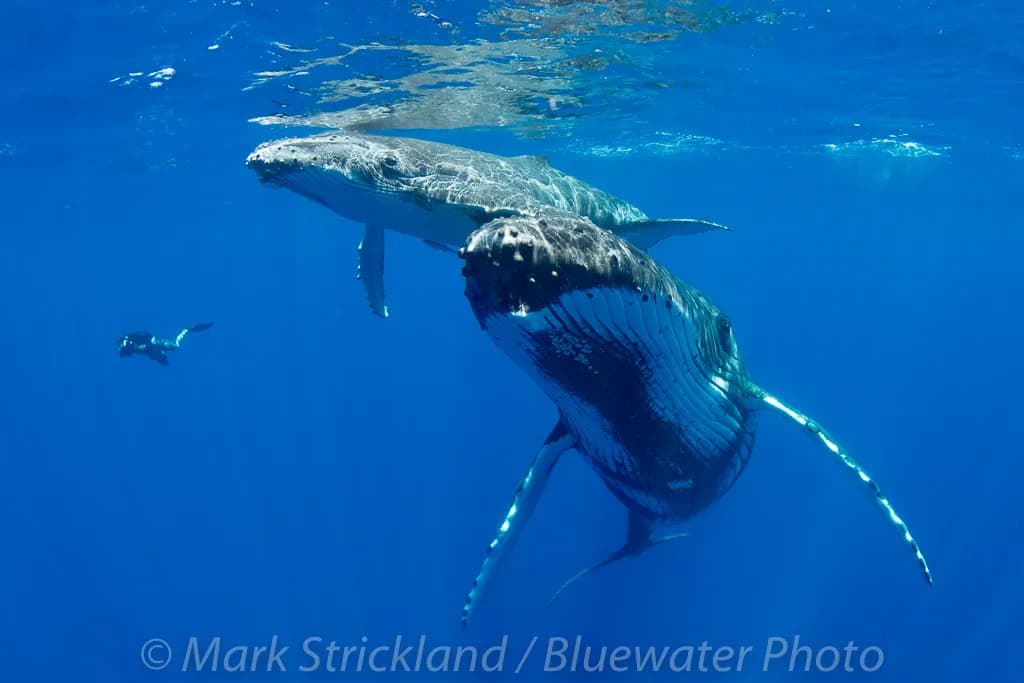 Humpback whales swimming near the surface Humpback whales swimming near the surface