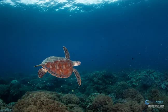 A turtle swims underwater in the Philippines A turtle swims underwater in the Philippines