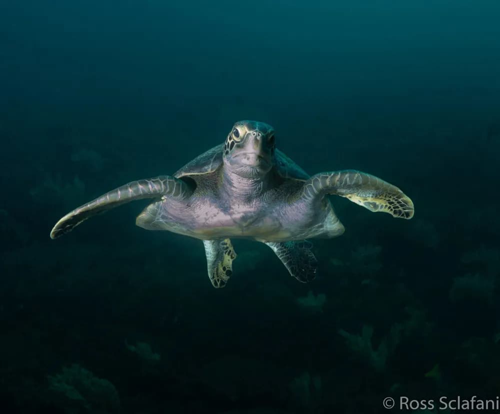 Sea of Cortez Turtle Sea of Cortez Turtle
