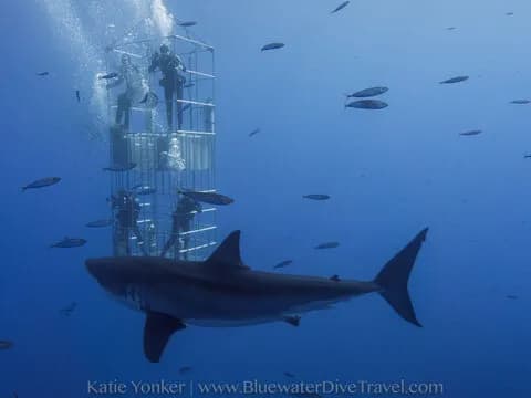 A great white shark circles a cage of divers in Guadalupe. A great white shark circles a cage of divers in Guadalupe.