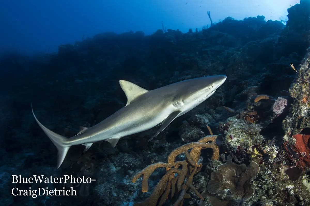 turks and caicos diving turks and caicos diving