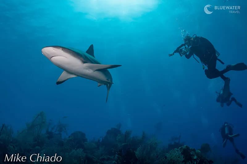 Belize Dive Trip April 2022 Belize Dive Trip April 2022