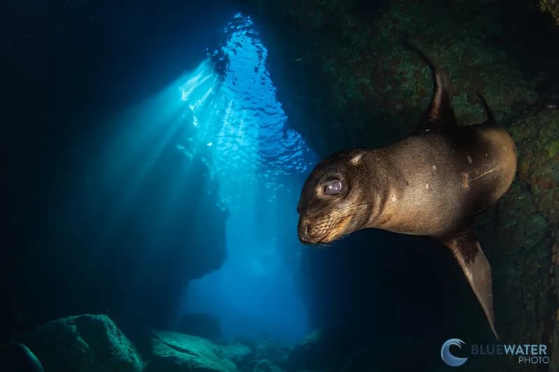 la paz diving la paz diving