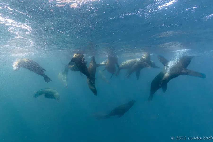 Sea of Cortez, Baja California Sea of Cortez, Baja California