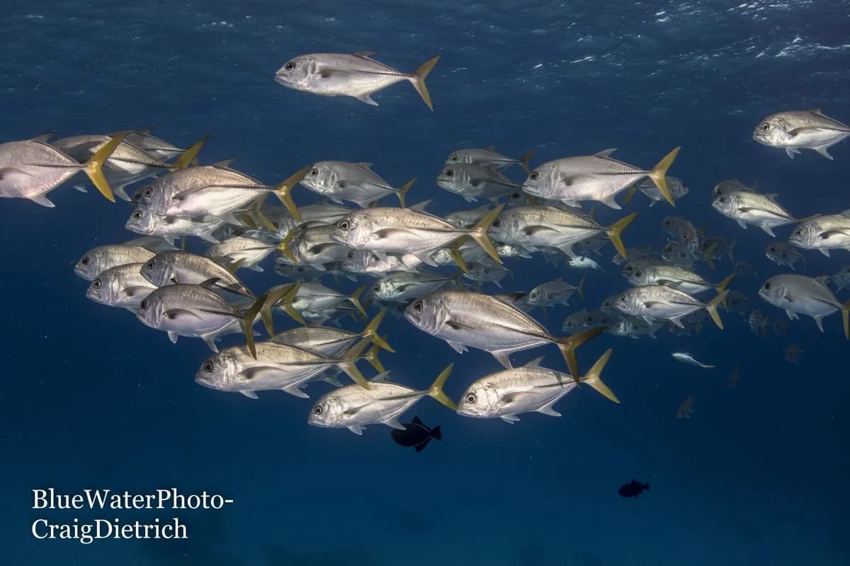 Fish swim in Turks & Caicos Fish swim in Turks & Caicos