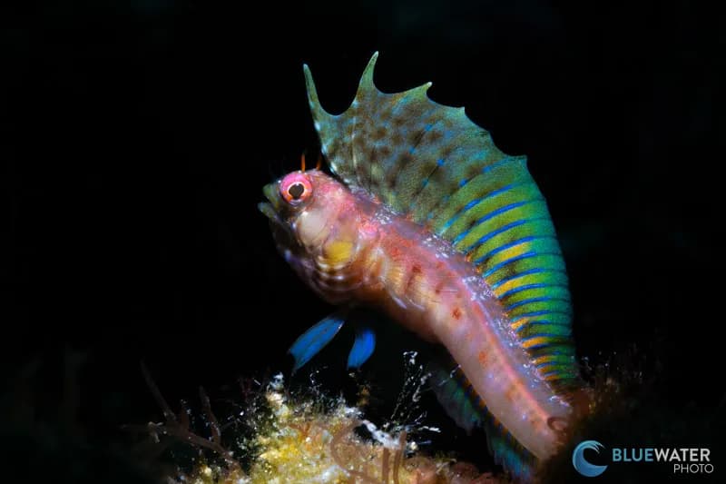 A small fish called a "signal blenny" displays its colors to an underwater photographer. A small fish called a "signal blenny" displays its colors to an underwater photographer.