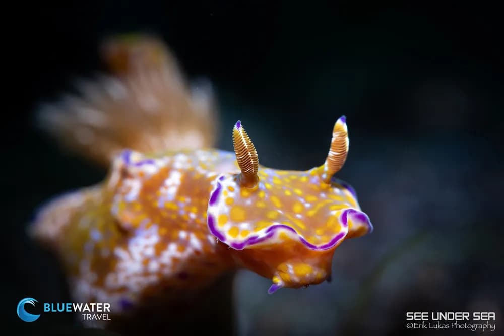 Yellow and purple nudibranch lembeh Yellow and purple nudibranch lembeh