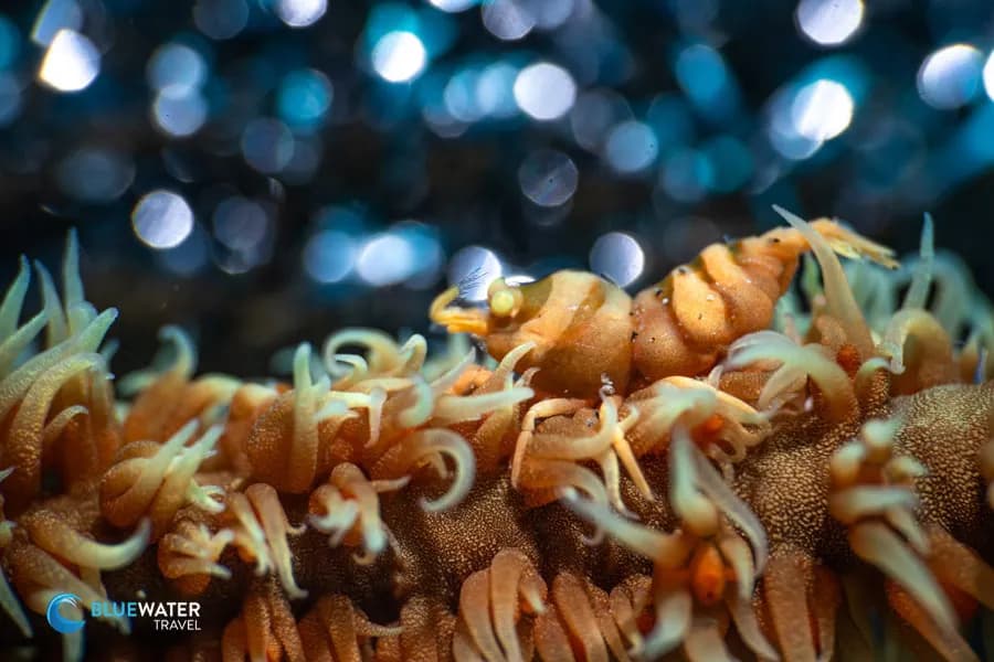 Wire coral shrimp photographed with steel wool backdrop taught during the Bluewater workshop by Nirupam Nigam Wire coral shrimp photographed with steel wool backdrop taught during the Bluewater workshop by Nirupam Nigam