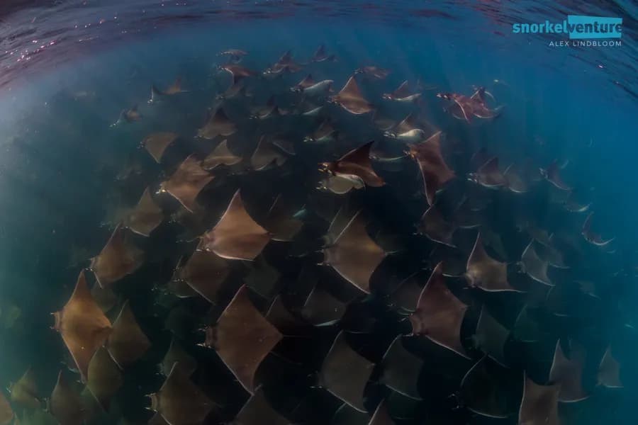 Pacific Fleet Pacific Fleet