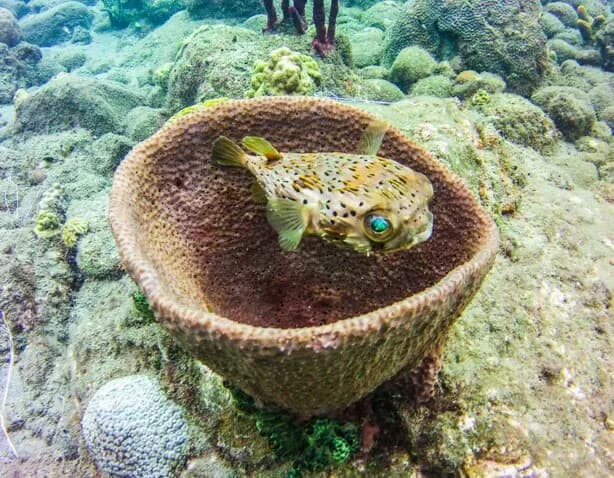 A porcupine fish in a barrel sponge A porcupine fish in a barrel sponge