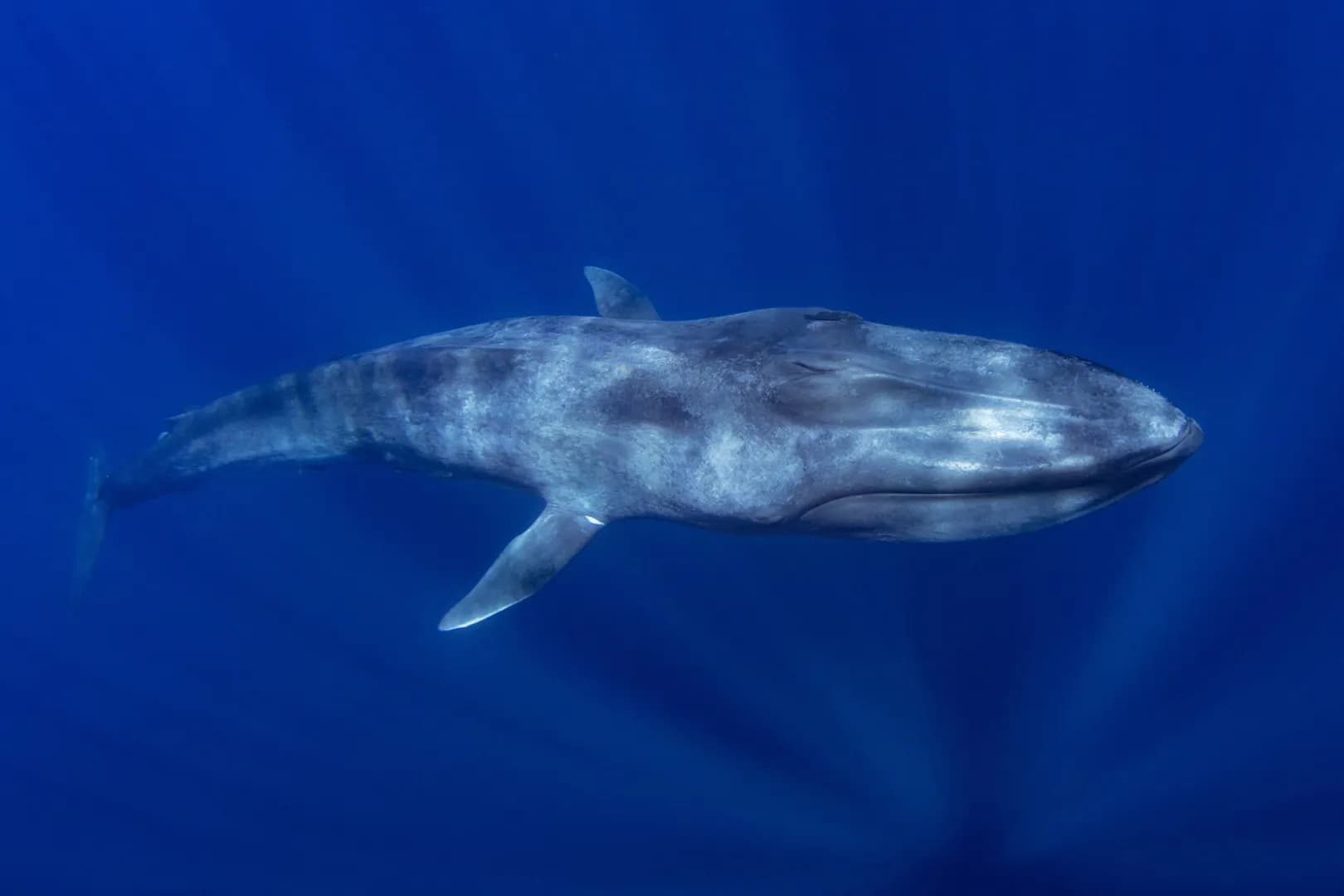 blue whale swimming underwater blue whale swimming underwater