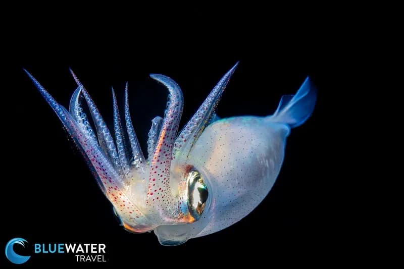 A squid photographed during a blackwater dive A squid photographed during a blackwater dive