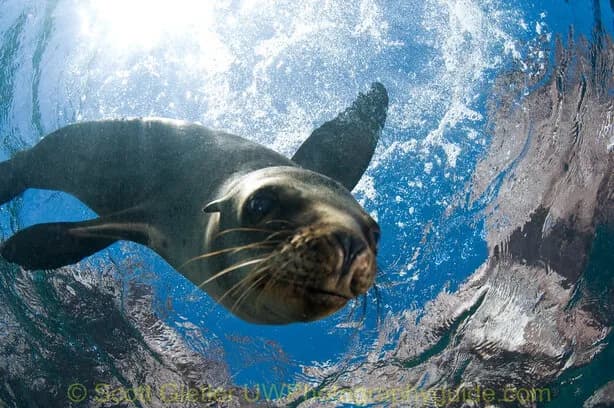 Scuba diving Sea of Cortez Scuba diving Sea of Cortez