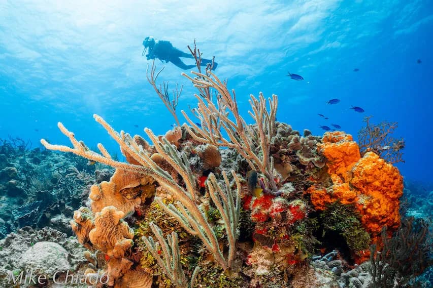 underwater colorful reef with diver in background in cozumel underwater colorful reef with diver in background in cozumel