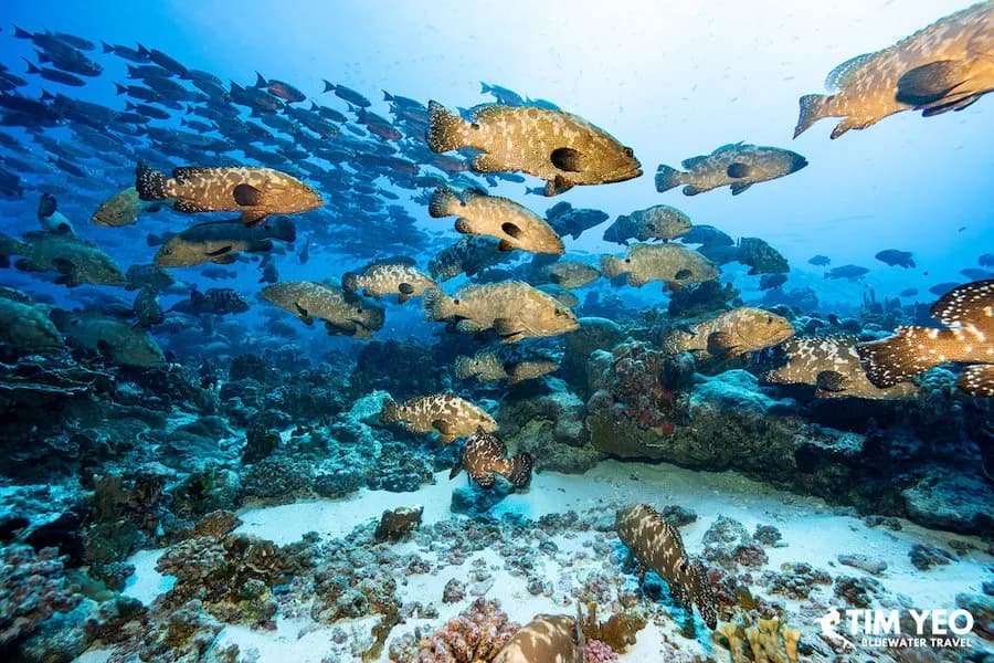 A large school of groupers swim past A large school of groupers swim past