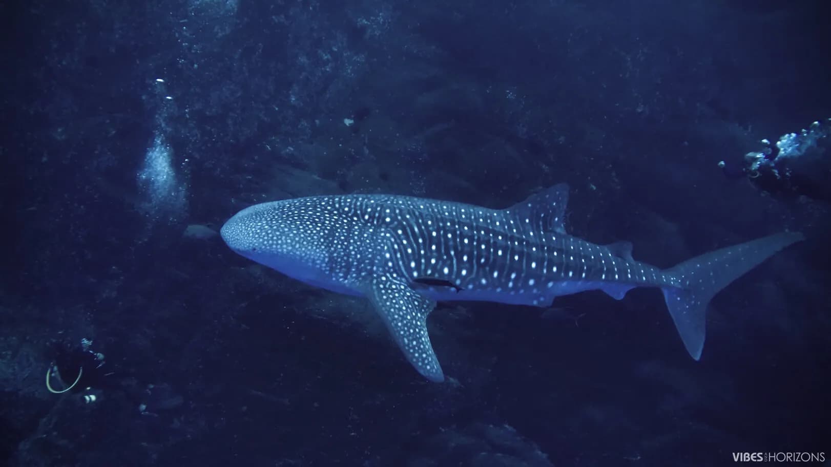 Divers swim with a whale shark underwater in Socorro Islands, Mexico Divers swim with a whale shark underwater in Socorro Islands, Mexico