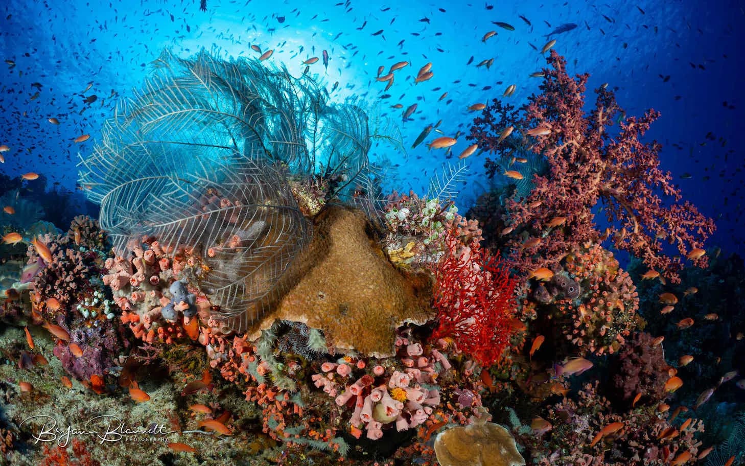 The colorful reefs in Bali and Komodo The colorful reefs in Bali and Komodo