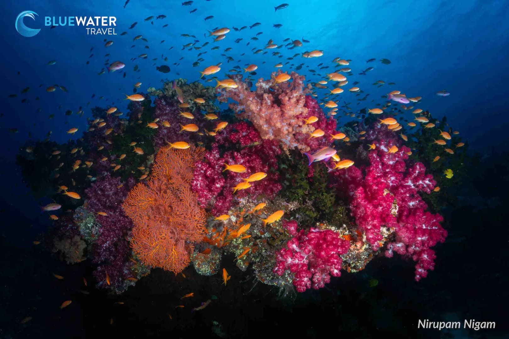 a colorful reefscape in Fiji a colorful reefscape in Fiji
