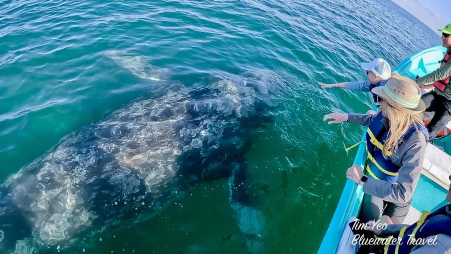 San Ignacio gray whales San Ignacio gray whales