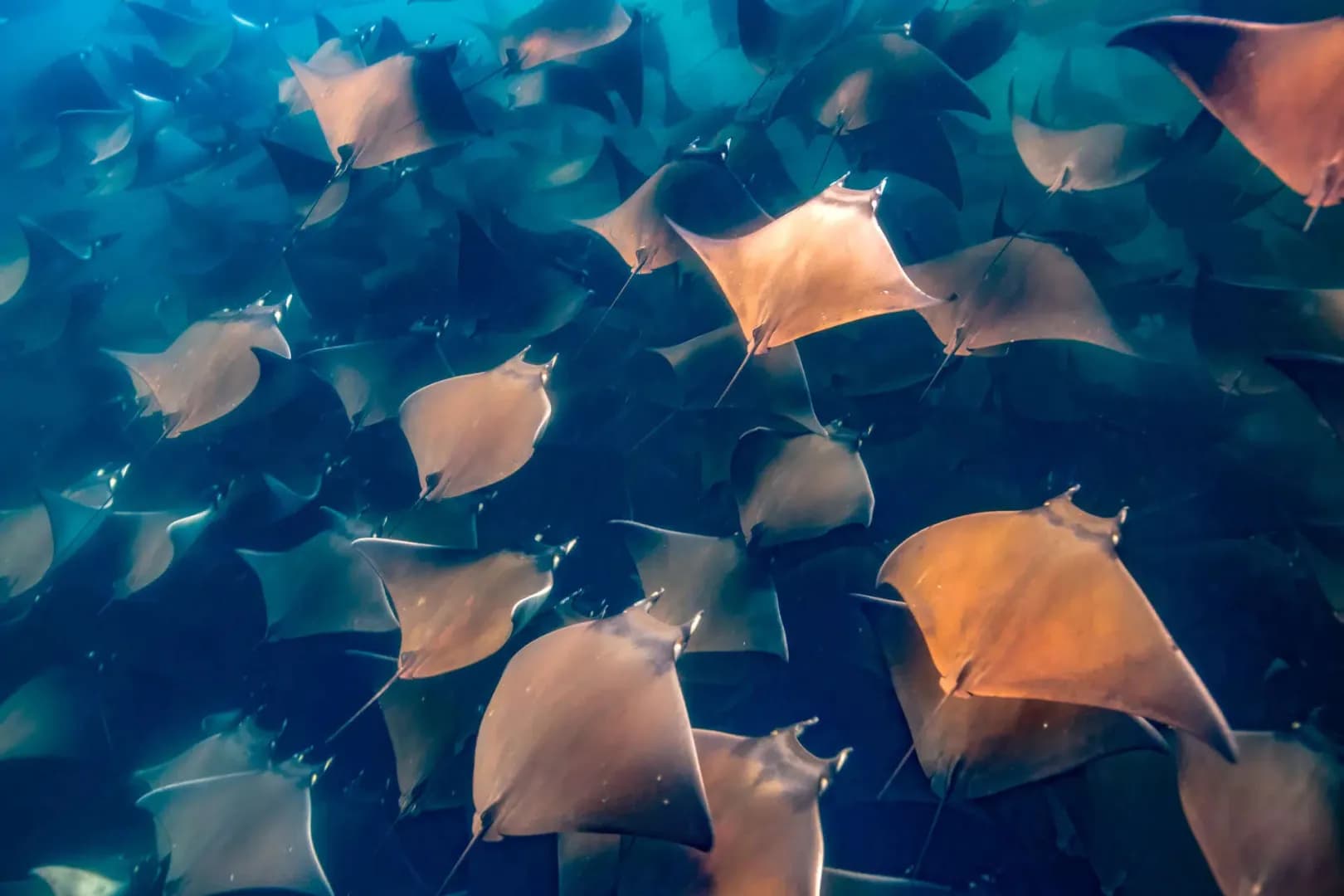 school of mobula rays swim in the ocean school of mobula rays swim in the ocean