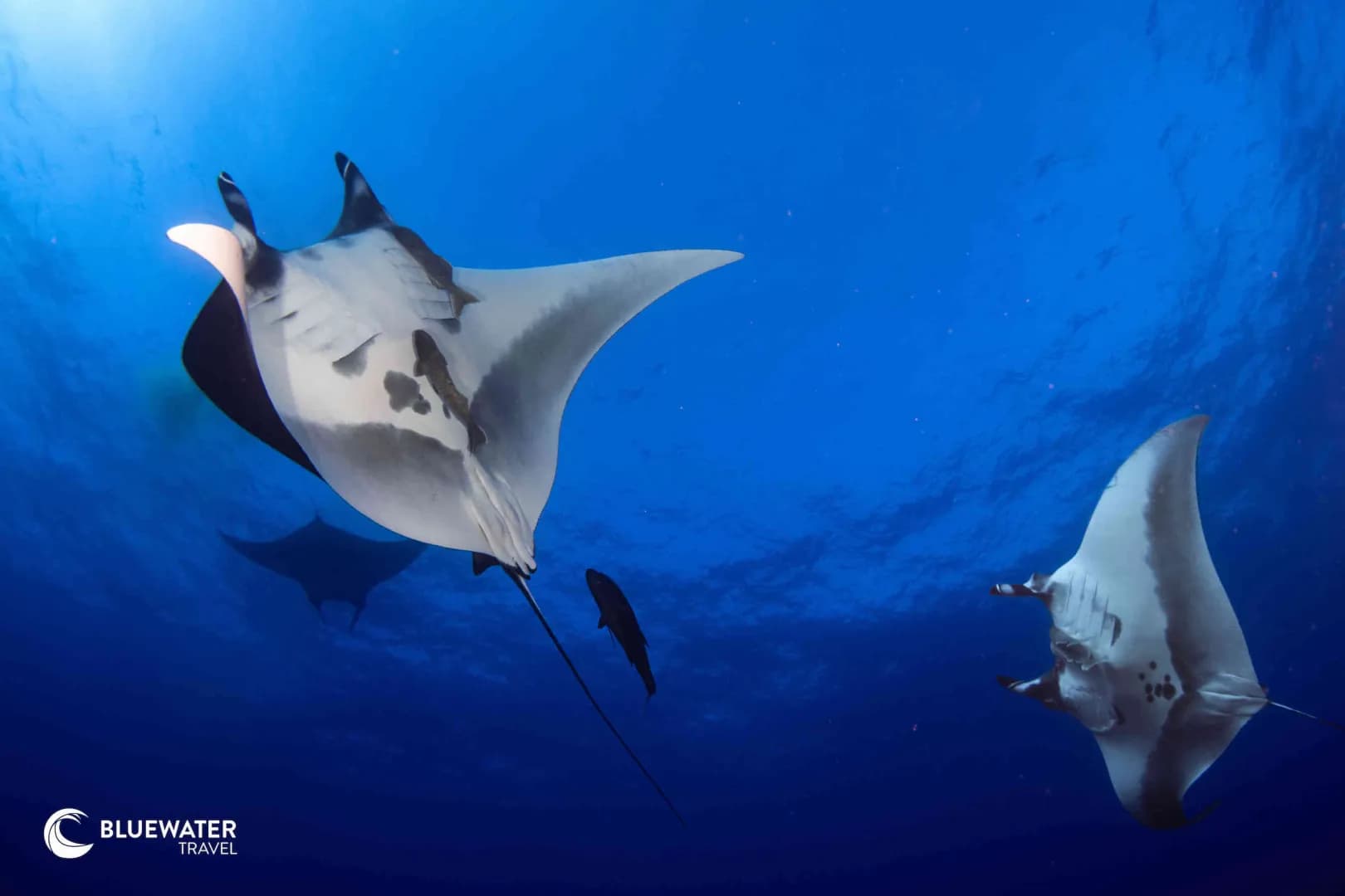 Mantas swimming gracefully underwater Mantas swimming gracefully underwater