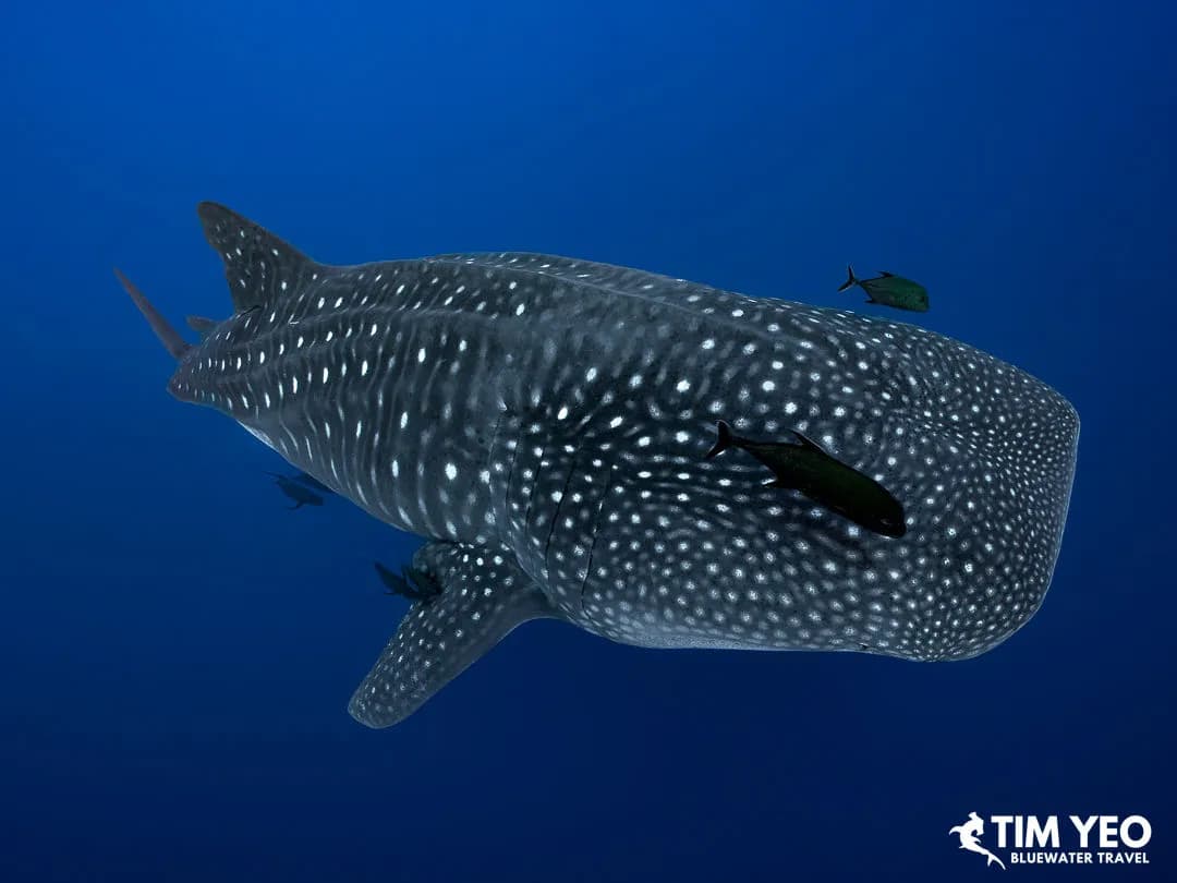 Socorro Trip November 2024 header - whale shark Socorro Trip November 2024 header - whale shark