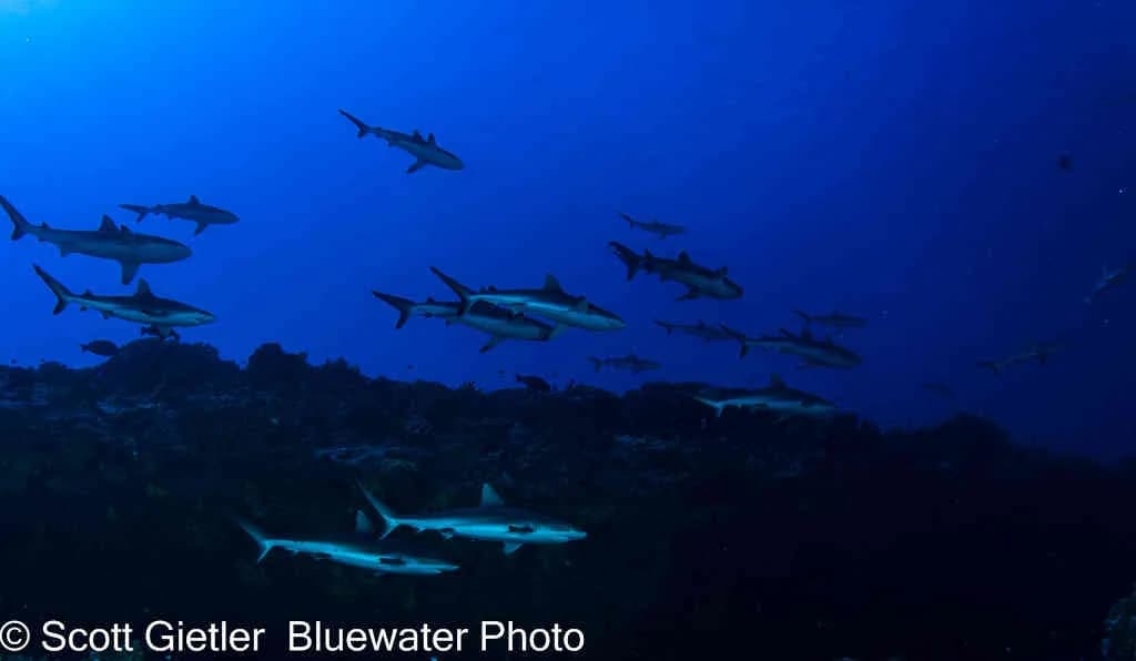 School of sharks in Fakarava School of sharks in Fakarava