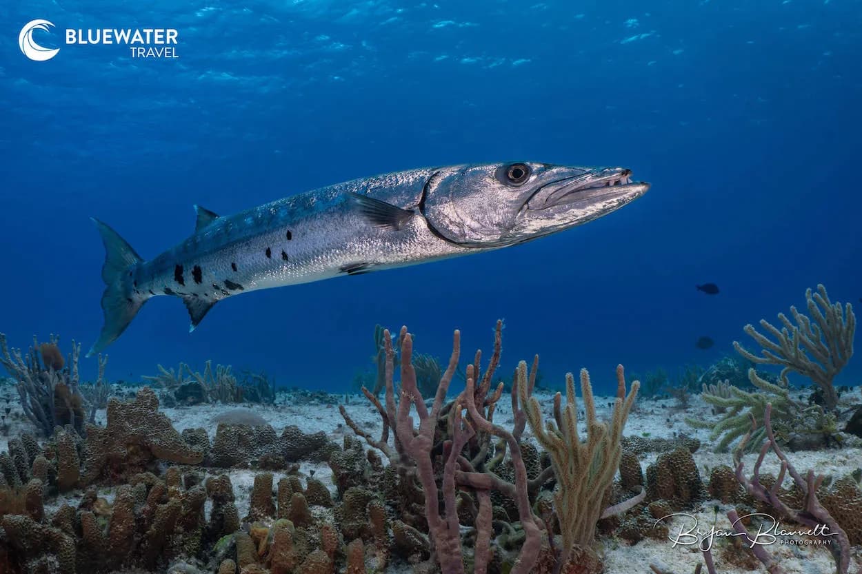 A lone barracuda A lone barracuda