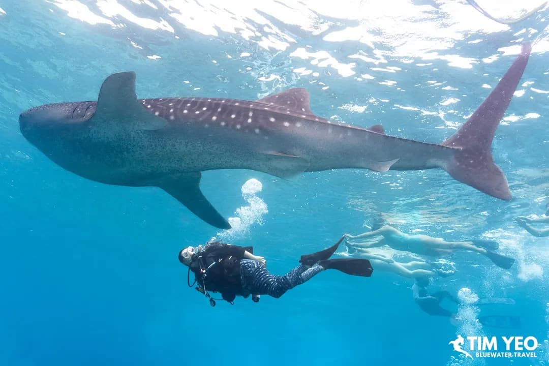 Swimming next to a Whale Shark. Swimming next to a Whale Shark.