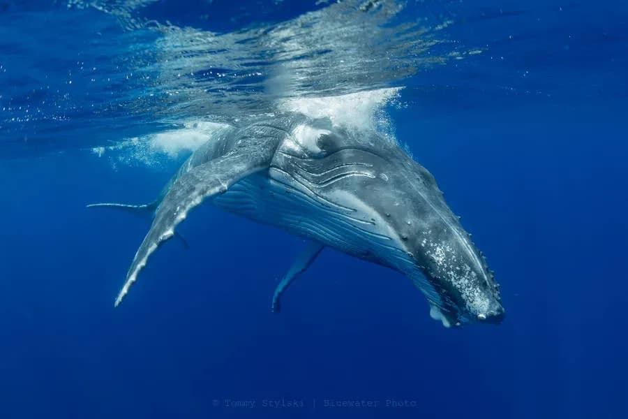 A whale poses for the camera A whale poses for the camera