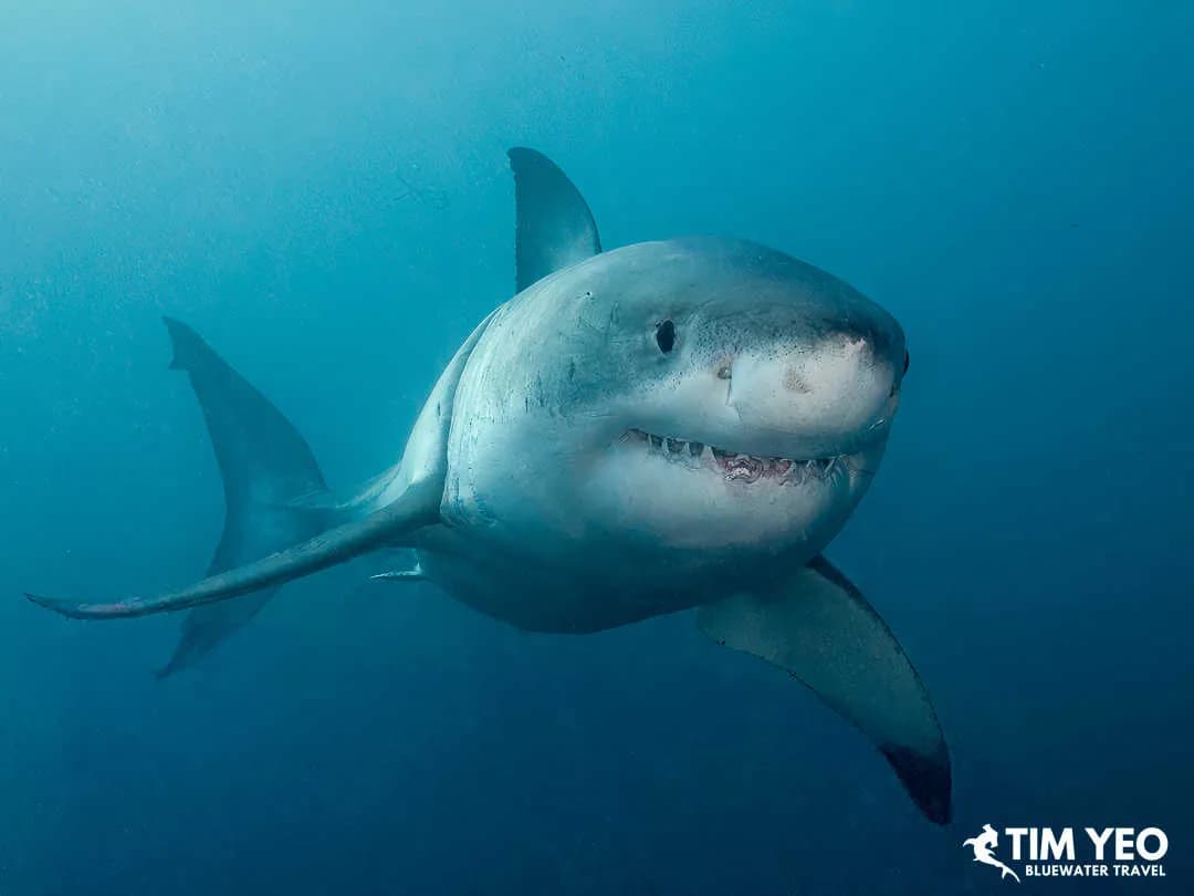 A great white shark smiles at the camera A great white shark smiles at the camera