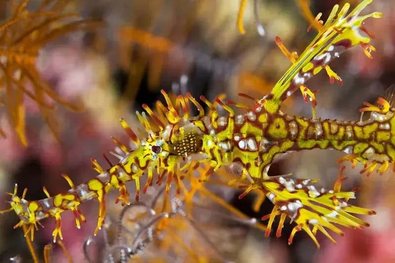 Diving in the Lembeh Strait Diving in the Lembeh Strait