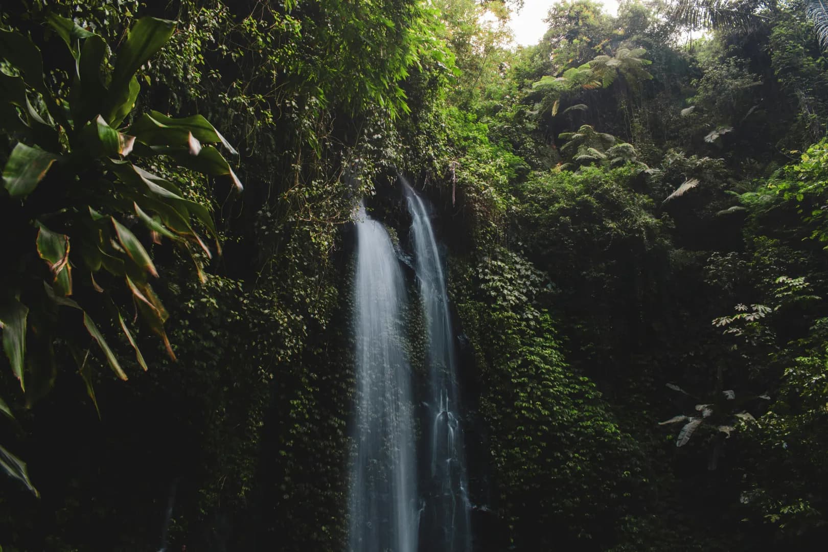 Bali jungle Bali jungle