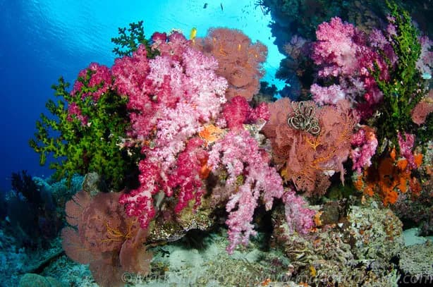 Vibrant corals adorn a reef in Fiji Vibrant corals adorn a reef in Fiji
