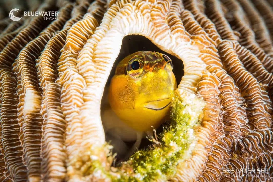 A small fish in its coral A small fish in its coral