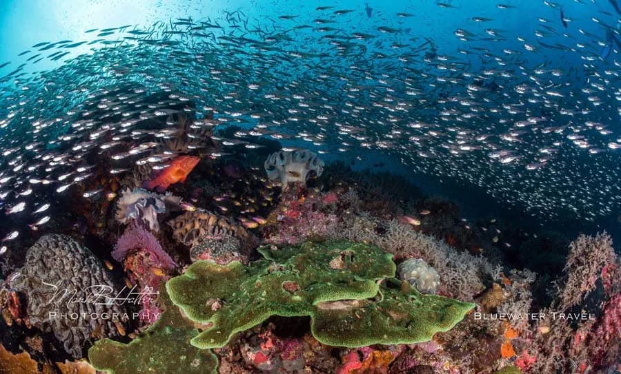 Spectacular coral reefs in Raja Ampat Spectacular coral reefs in Raja Ampat