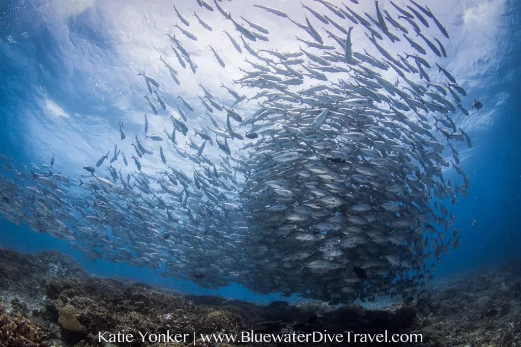 A swirling school of fish in Tubbataha Reef, Philippines. A swirling school of fish in Tubbataha Reef, Philippines.