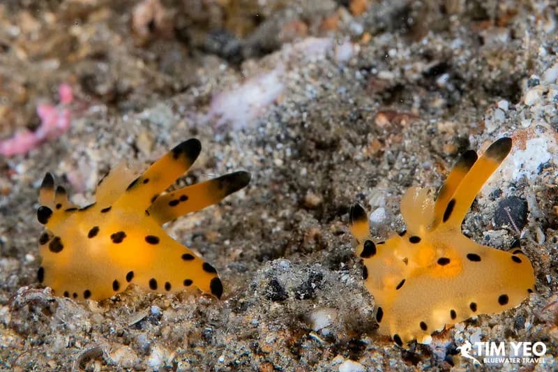 A pair of Pikachu nudibranchs in Lembeh, Indonesia. A pair of Pikachu nudibranchs in Lembeh, Indonesia.