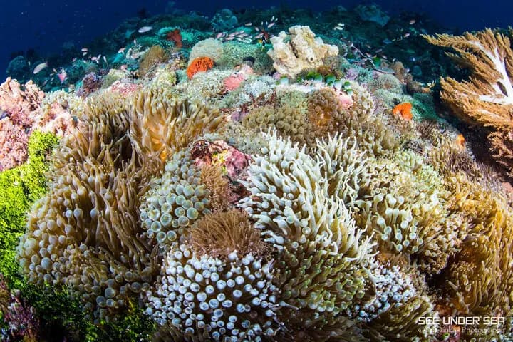A reef covered in colorful soft corals in Indonesia's best diving area. A reef covered in colorful soft corals in Indonesia's best diving area.