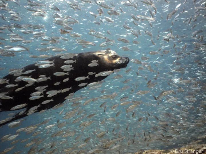 A seal swims through a school of fish. A seal swims through a school of fish.