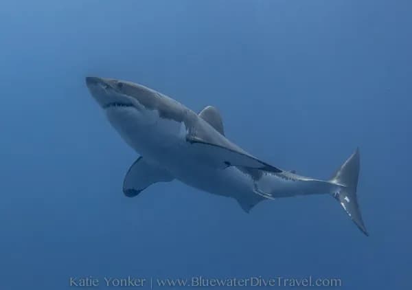 A great white shark swims in Guadalupe A great white shark swims in Guadalupe