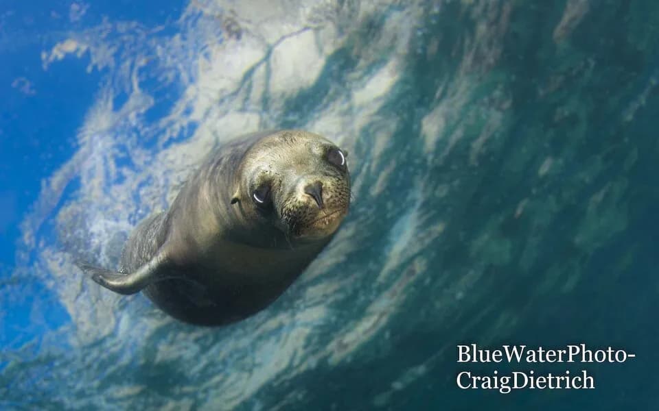 A sea lion in the Sea of Cortez A sea lion in the Sea of Cortez